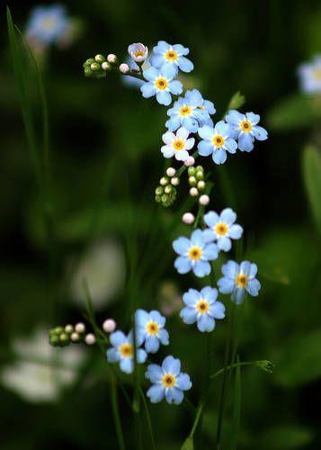 Botanical Ballet: A Dance of Petal Grace